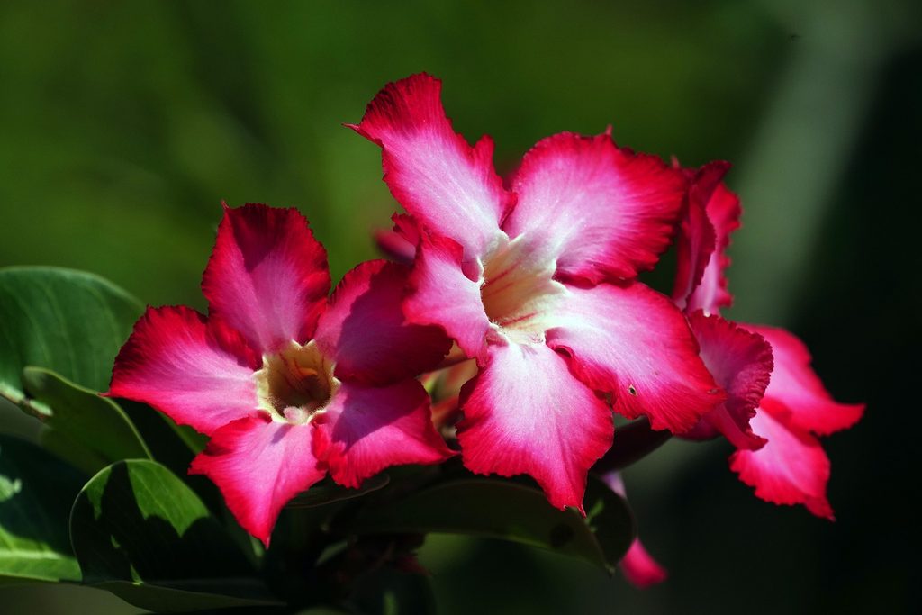 Pink and white desert rose flowers