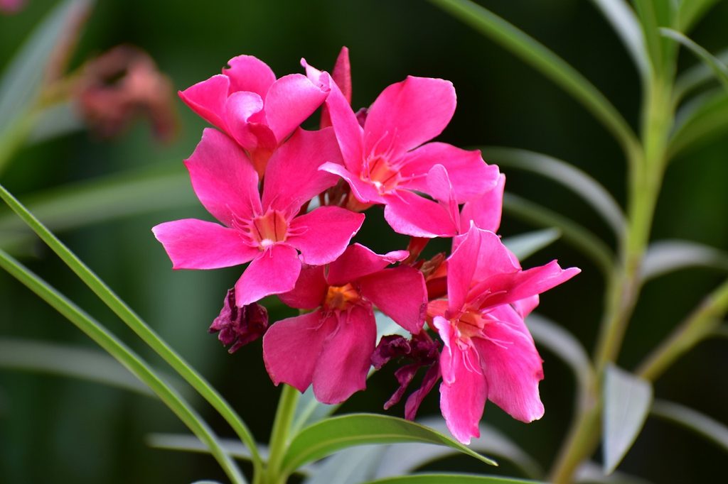 Pink desert rose flowers