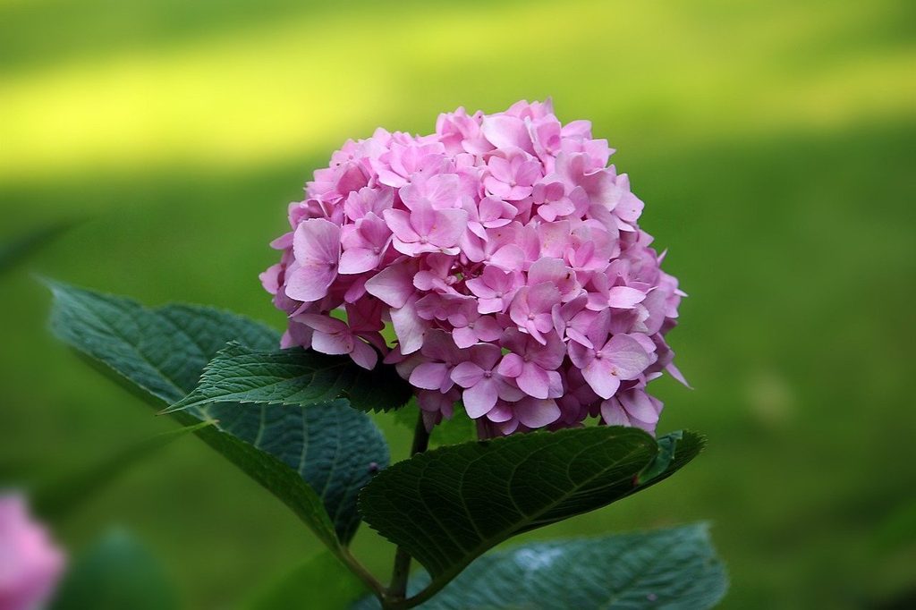 Pink hydrangea flowers