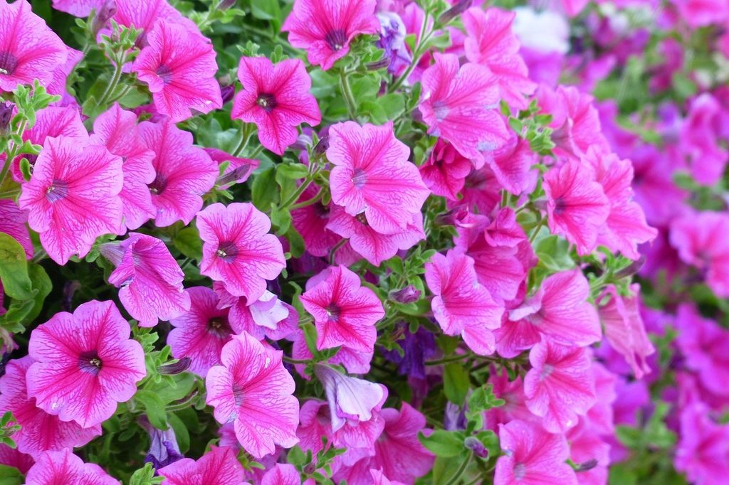 Bright pink petunias