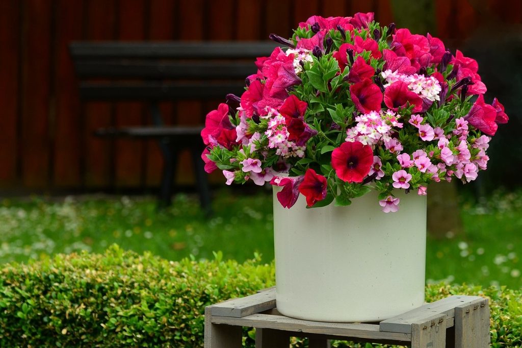 Pink petunias in a white pot