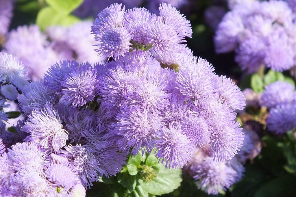 Purple ageratum flowers