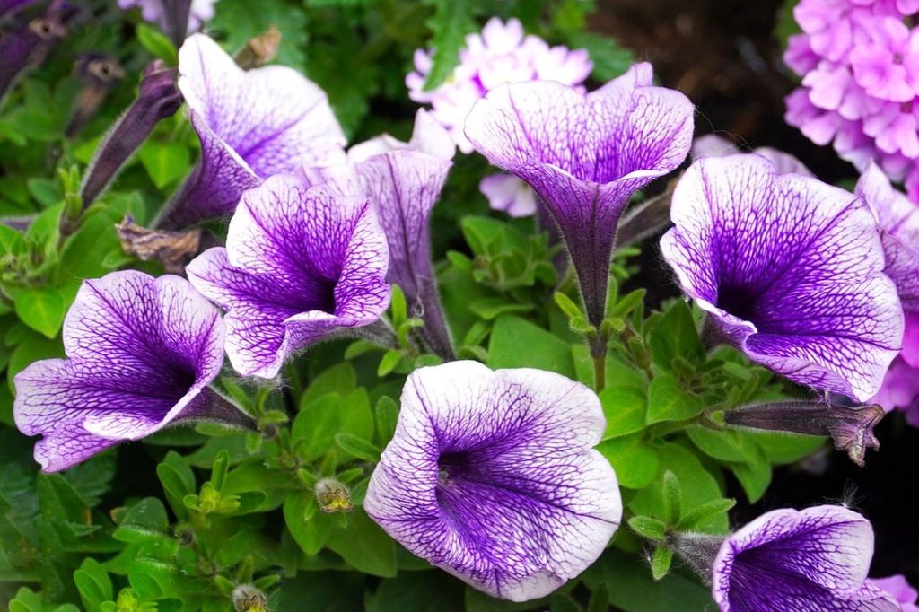 Purple and white petunias