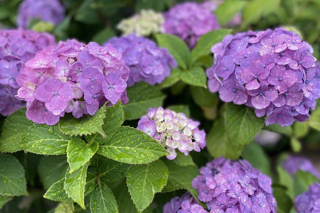 Purple hydrangea flowers