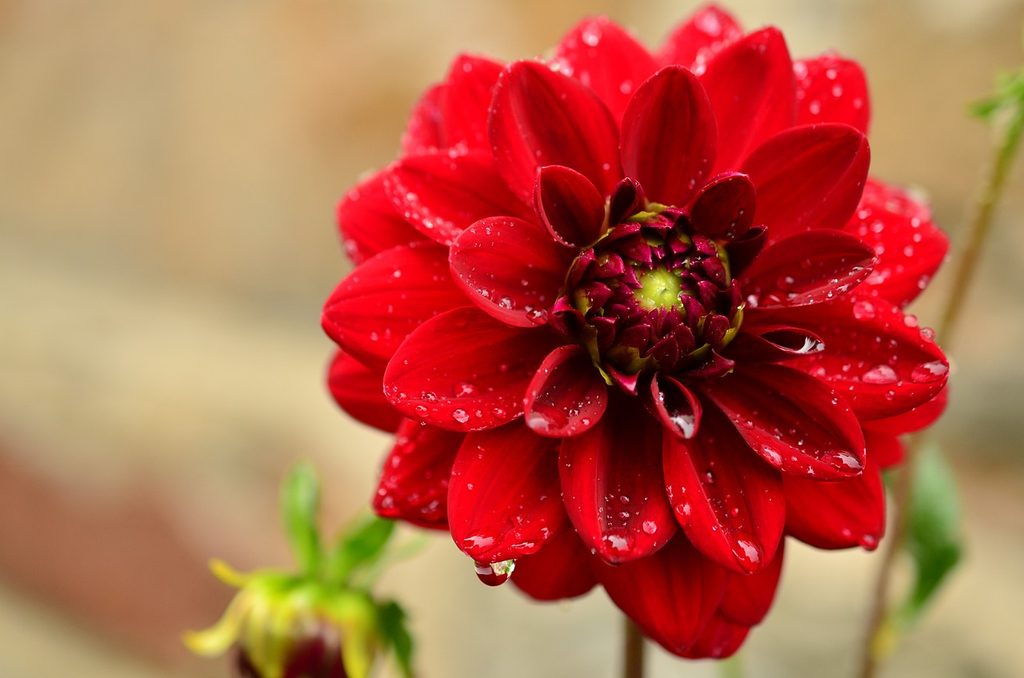 A red dahlia flower with dew drops
