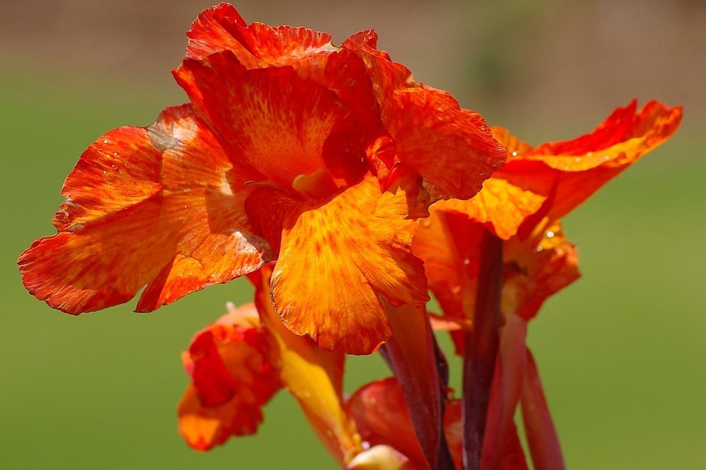 A red-orange canna lily flower