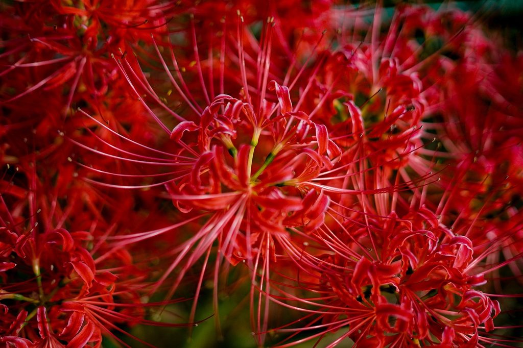 Red spider lily flowers