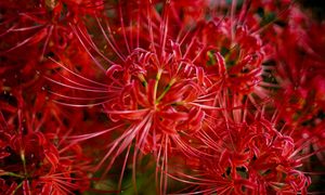 Red spider lily flowers