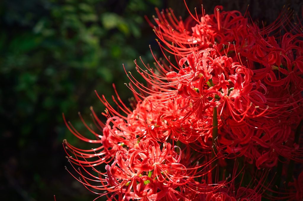 Red spider lilies