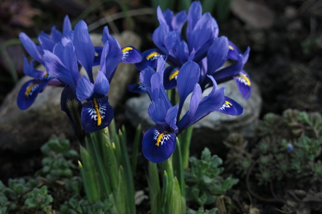 Blue reticulated or dwarf iris flowers