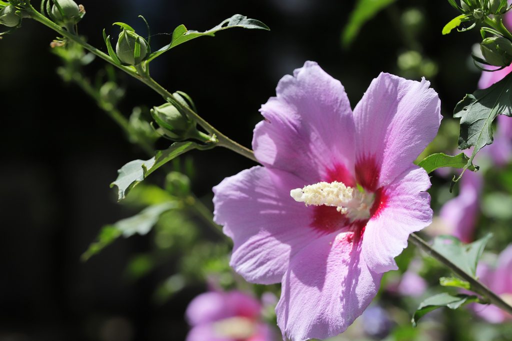 Pink Rose of Sharon
