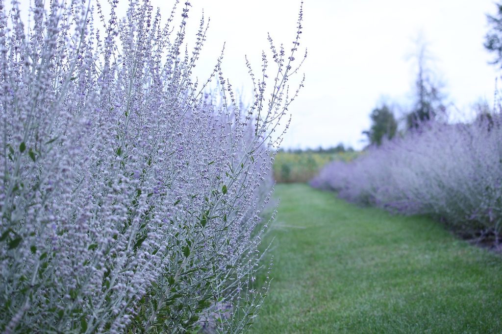 Russian sage plants