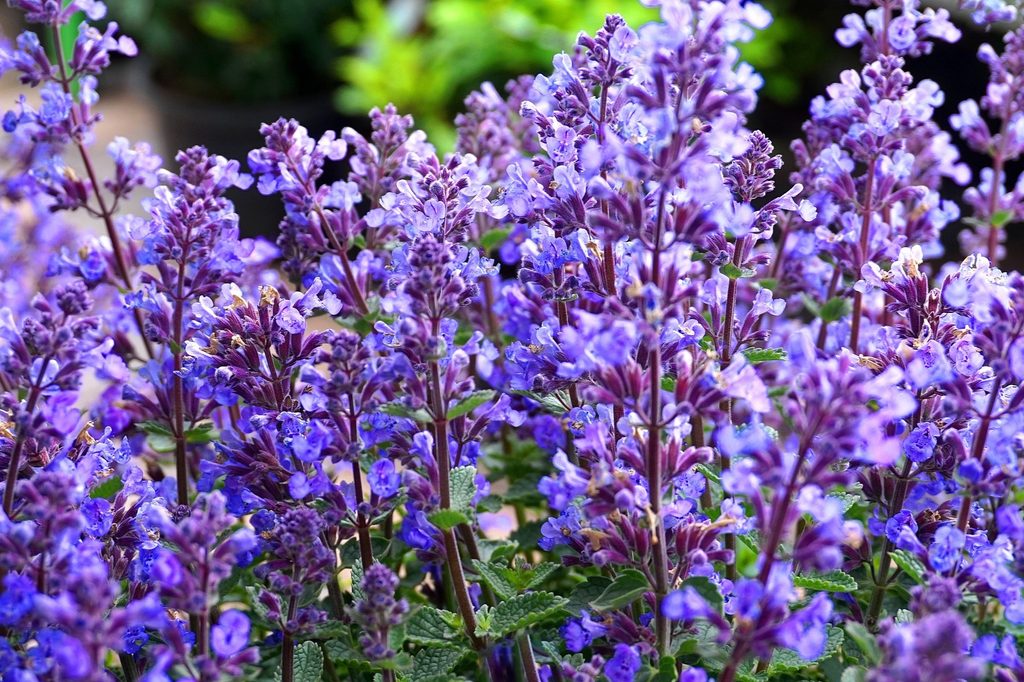 Sage plants close up