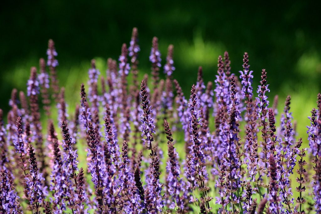 Flowering sage plant