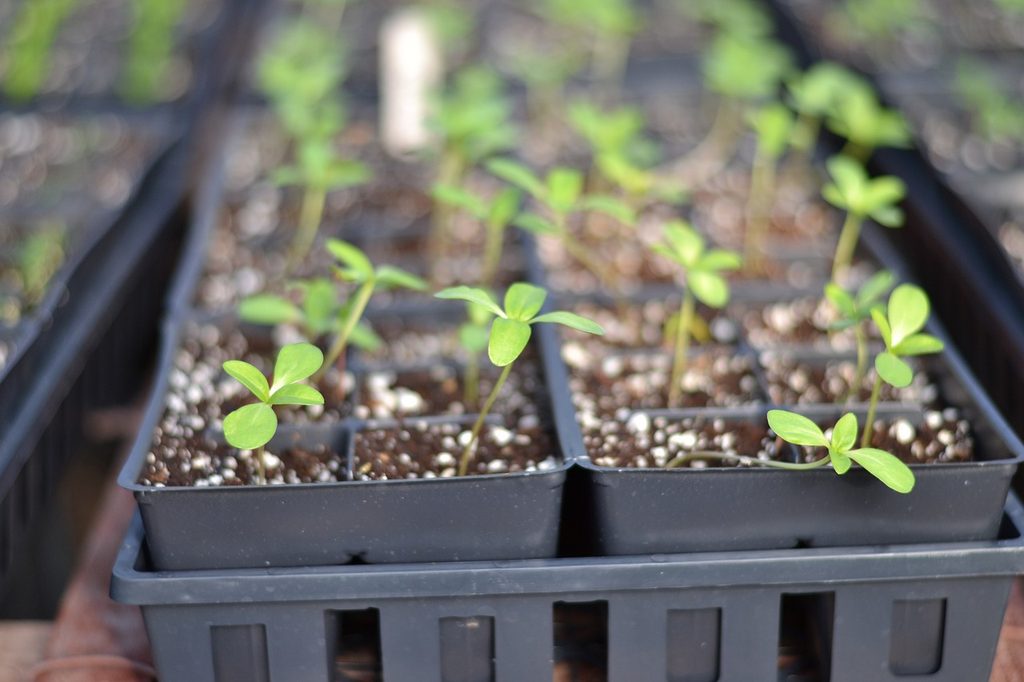 A black plastic seedling tray full of seedlings with perlite in the soil