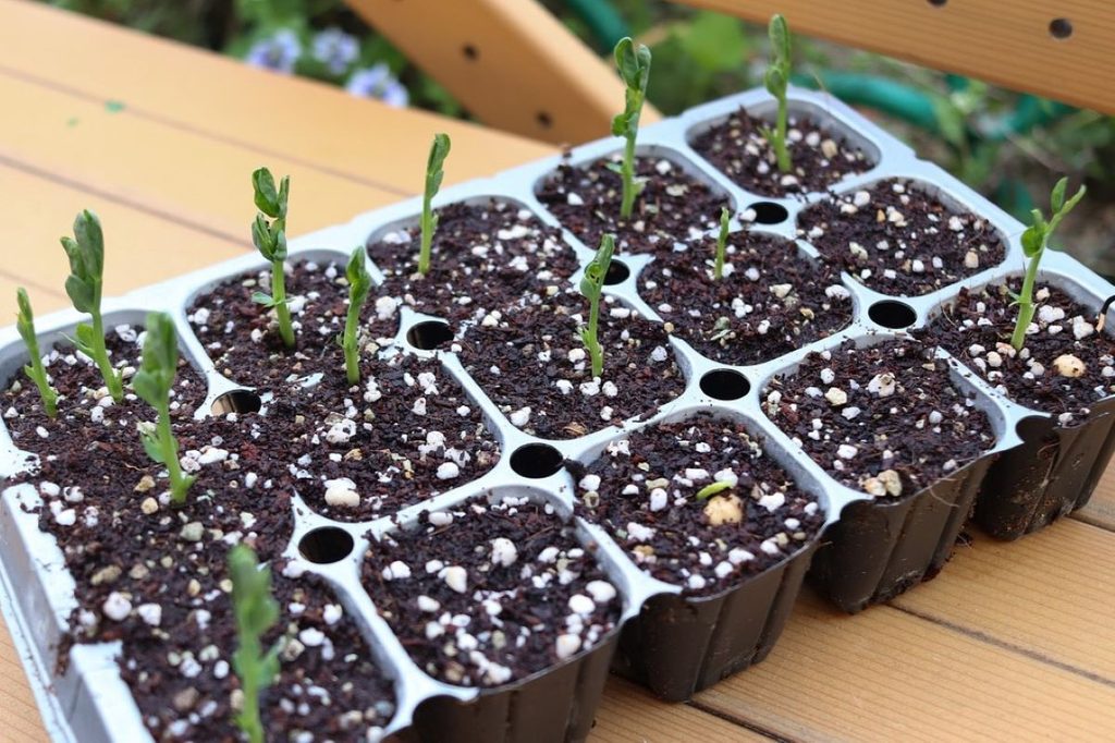 A metal seedling tray full of seedlings with perlite in the soil