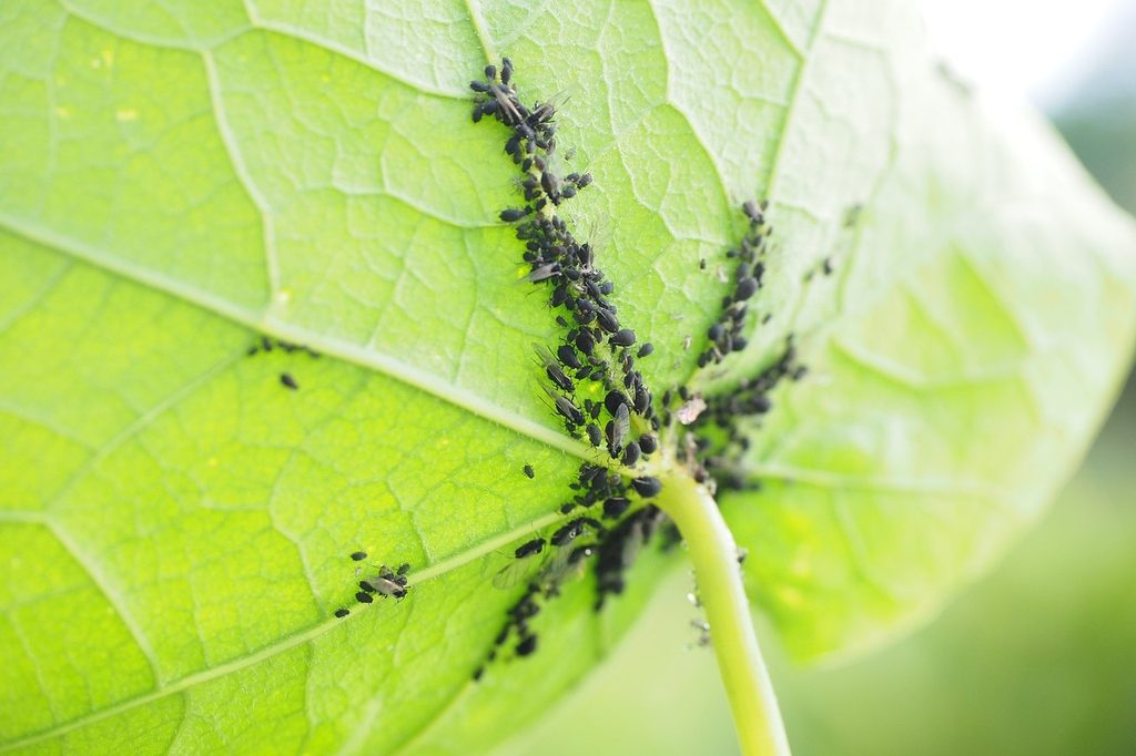 Small black scale insects on the underside of a leaf