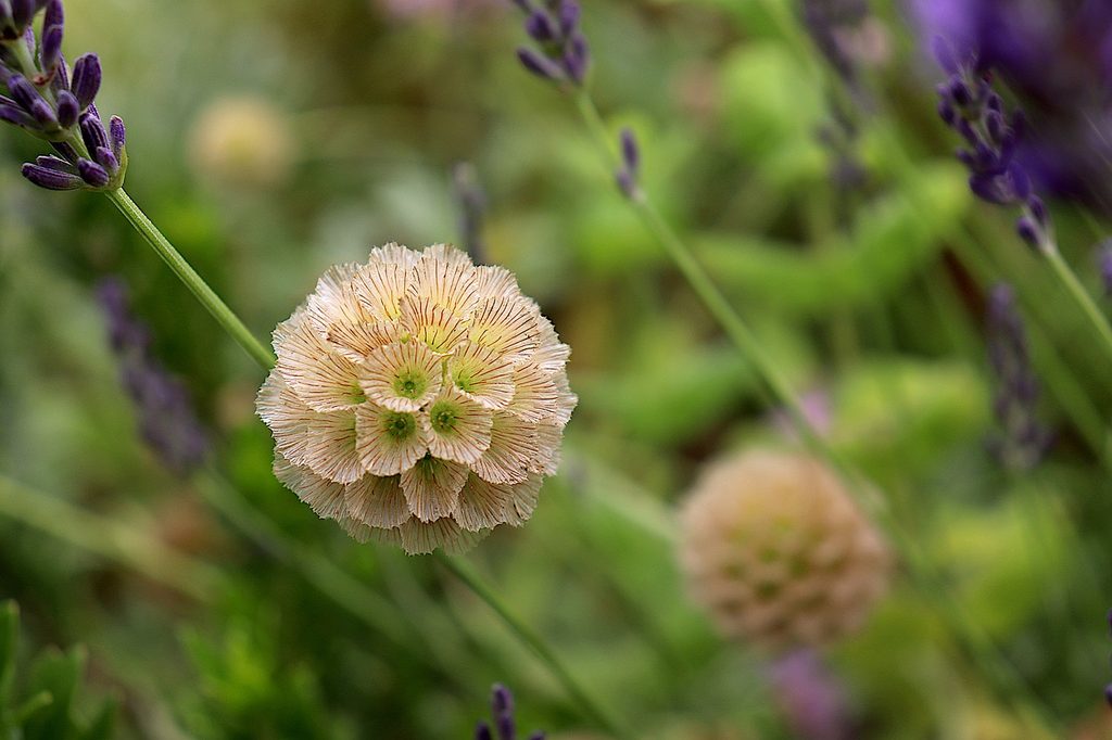 Starflower pincushion seed heads