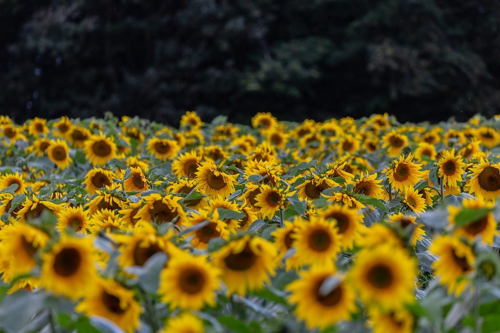 A field of sunflowers