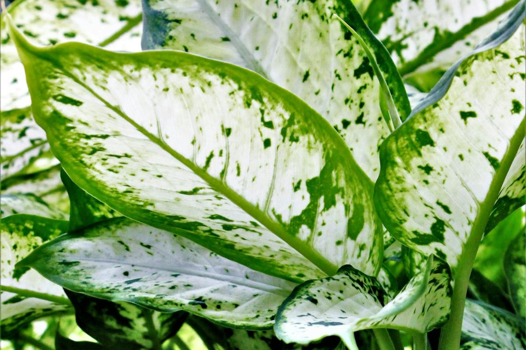 White and green dieffenbachia leaves