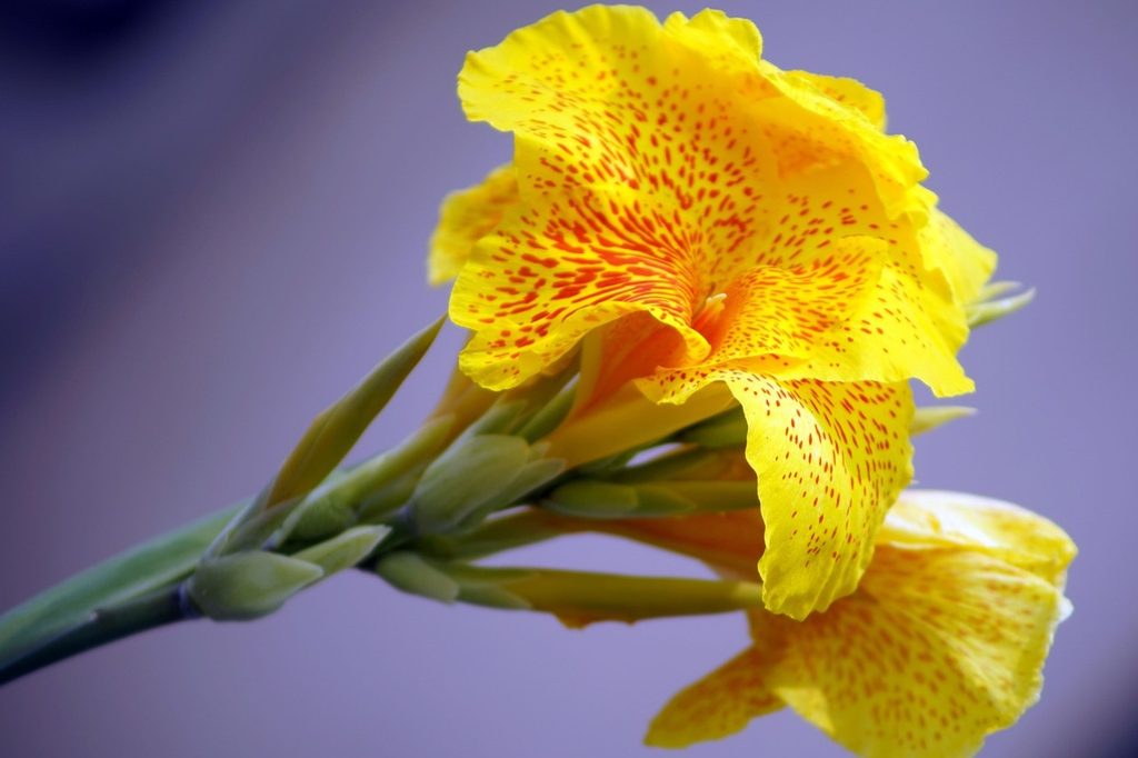 A yellow canna lily flower