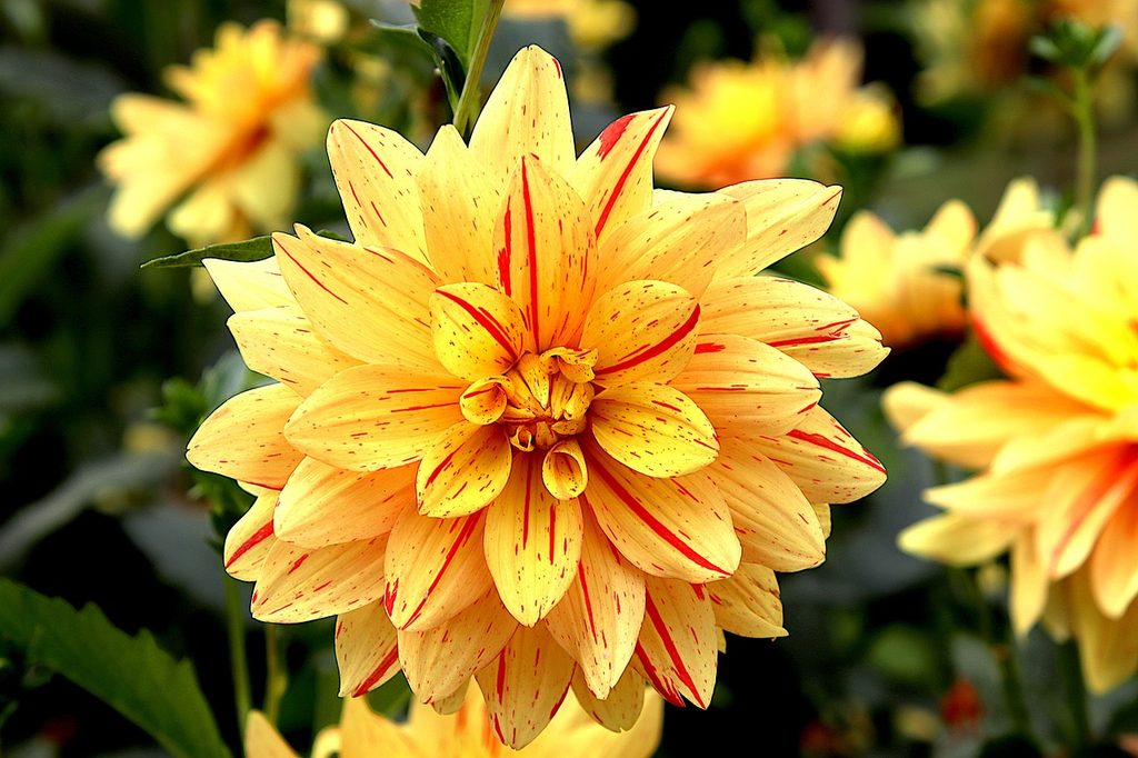 A yellow dahlia flower with red stripes