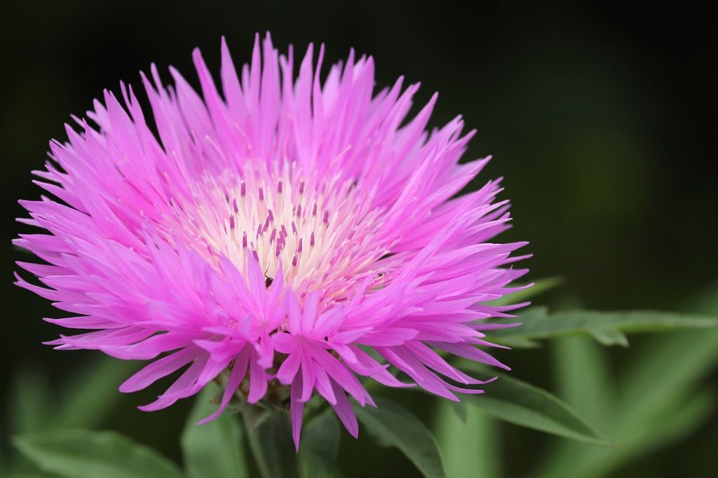 A pink American basketflower