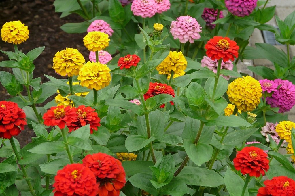 Red, yellow, and pink zinnias