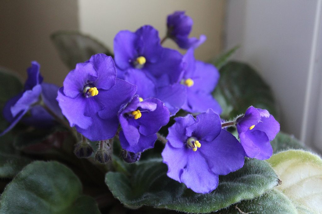 Blue African violet flowers