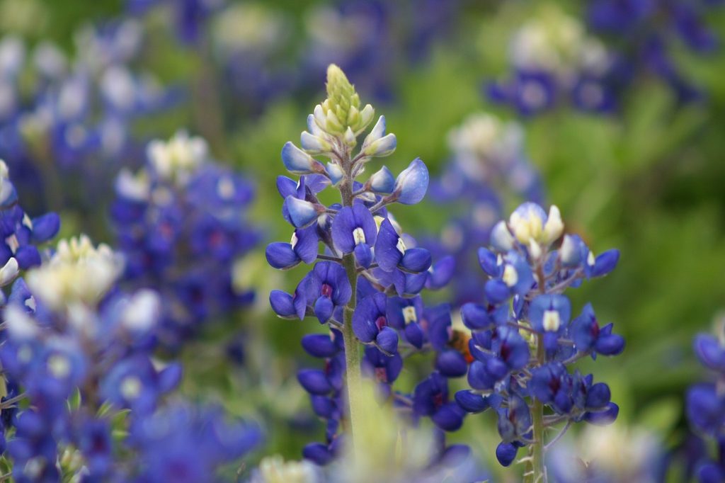 Bluebonnet flowers