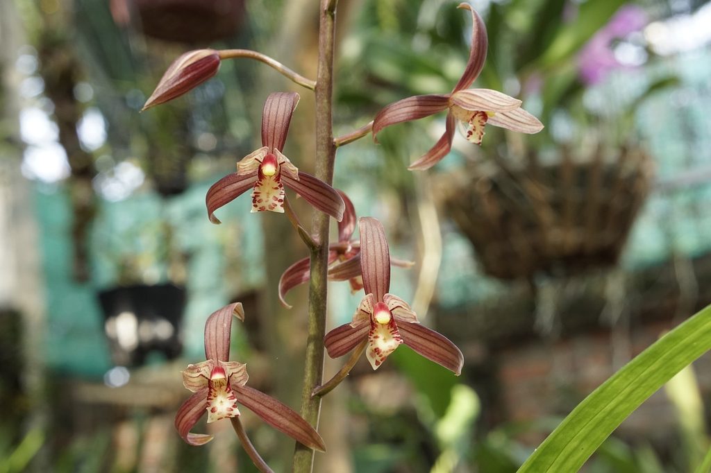 Brown and dark red boat orchids