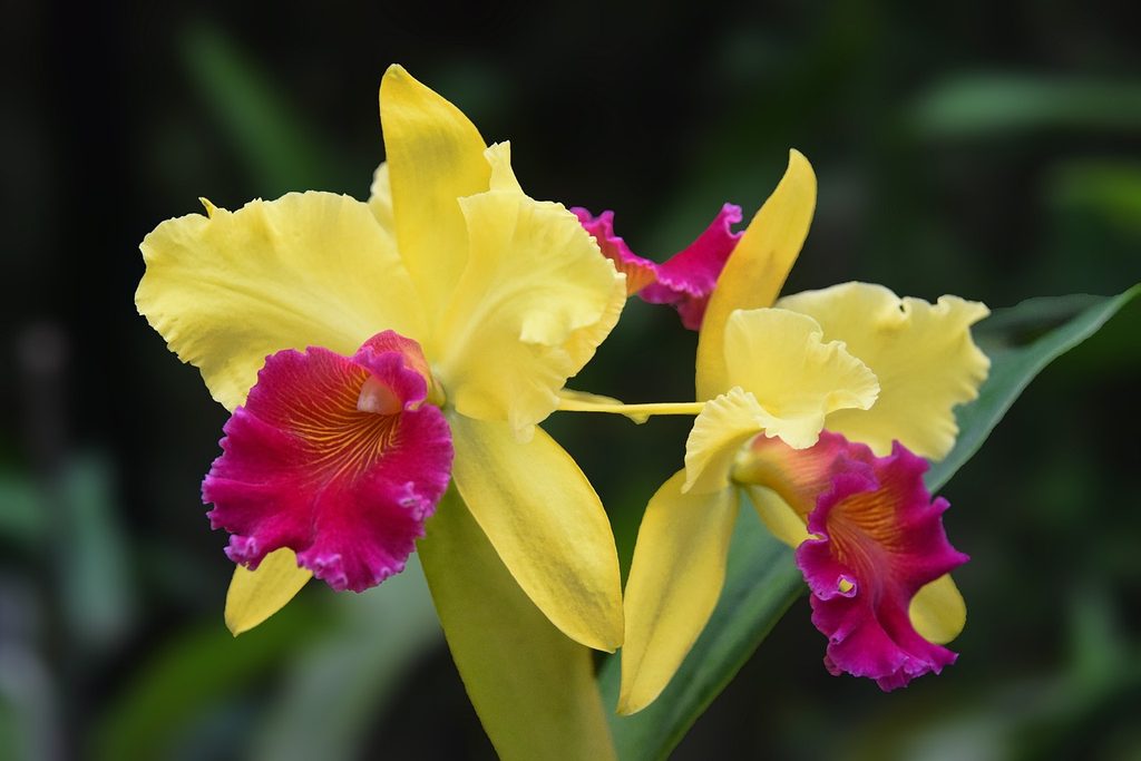 Yellow and pink cattleya orchids