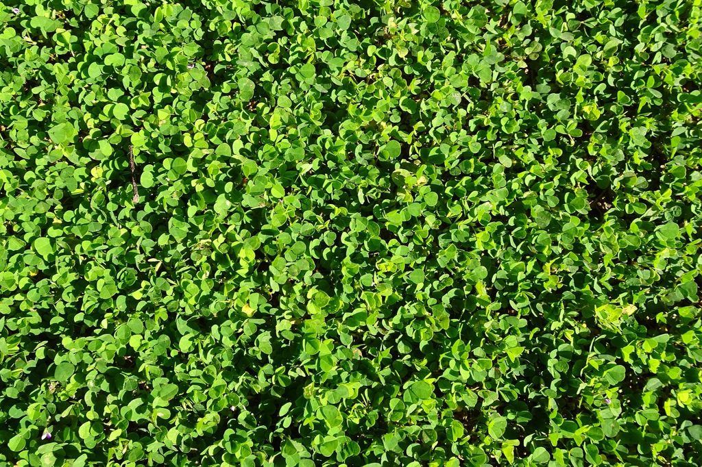 Creeping jenny lawn
