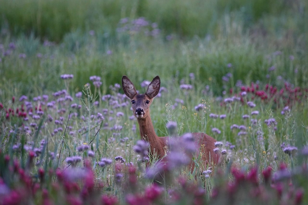 5 Gorgeous Deer resistant Flowers HappySprout 5-gorgeous-deer-resistant-flowers-happysprout