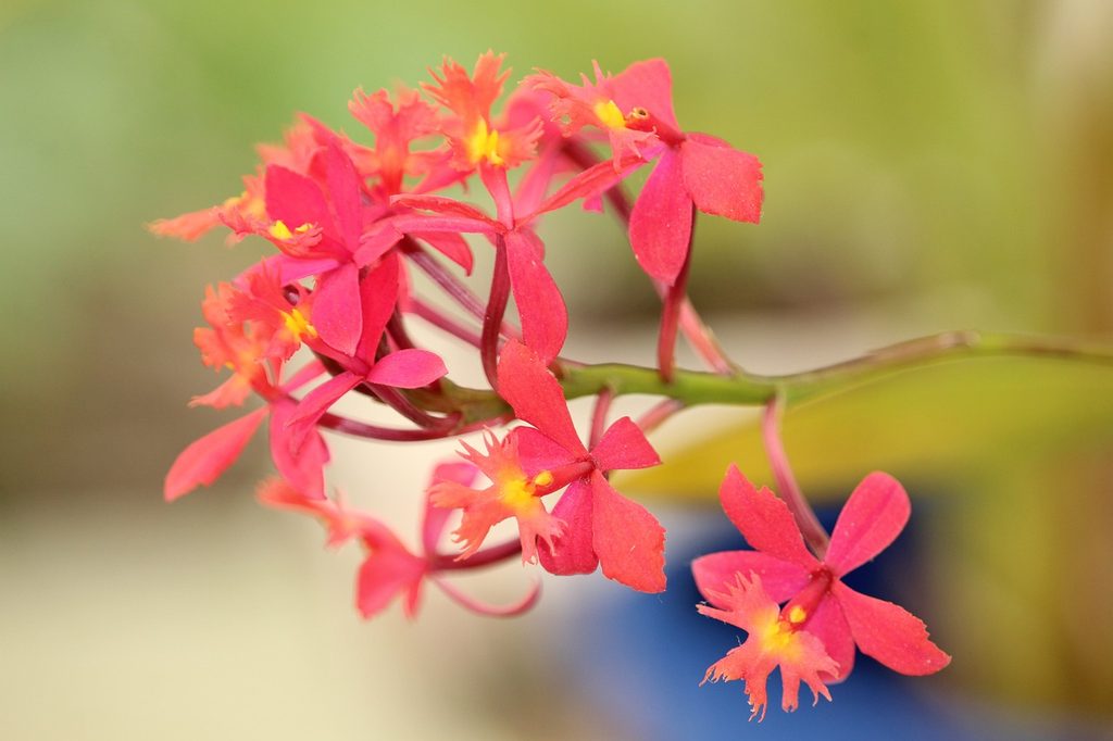 Red epidendrum orchid flowers