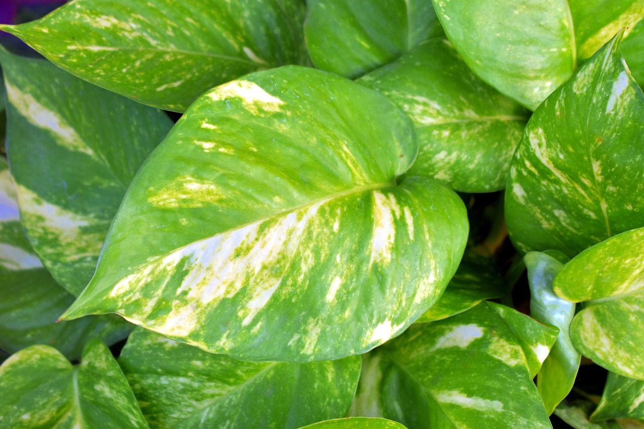Golden pothos plant leaves