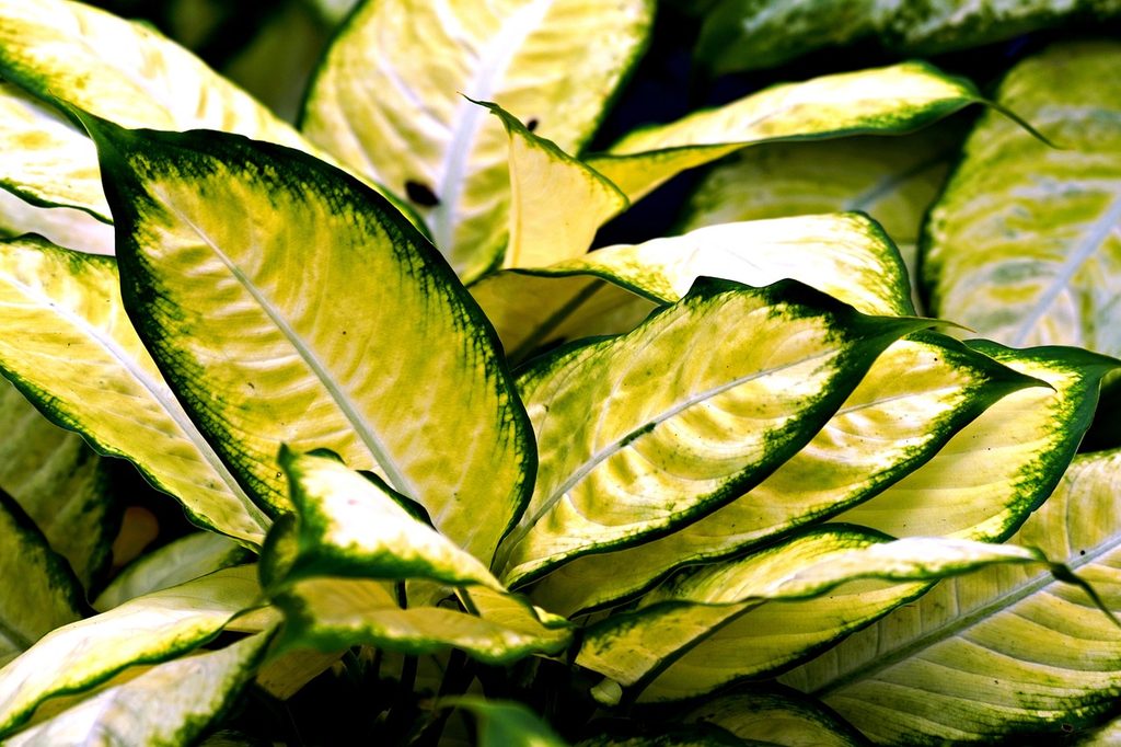 Green and yellow aglaonema plants