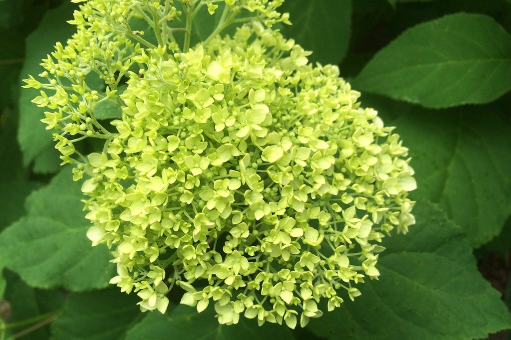 Green hydrangea flowers
