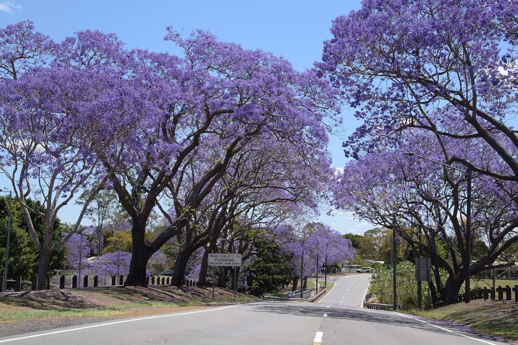 A street lined with jacaranda trees