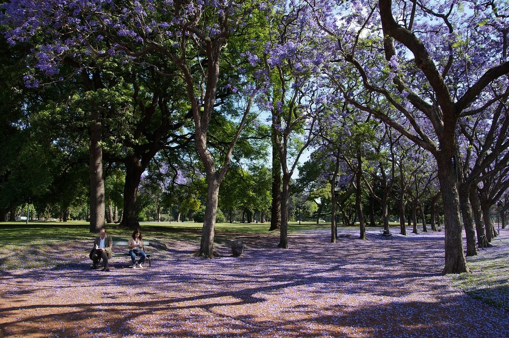 A park with several jacaranda trees and two people sitting on a bench beneath them.