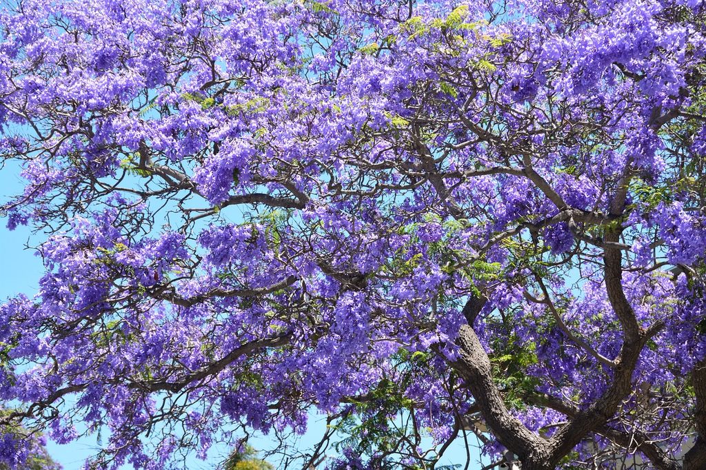 A jacaranda tree blooming against the sky