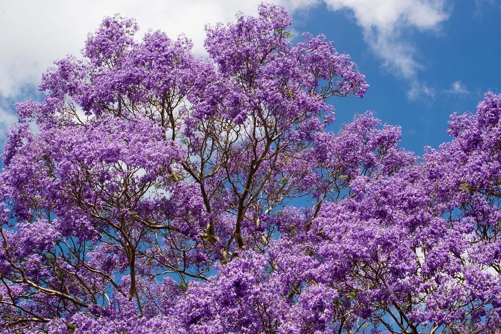 Jacaranda trees blooming against the sky
