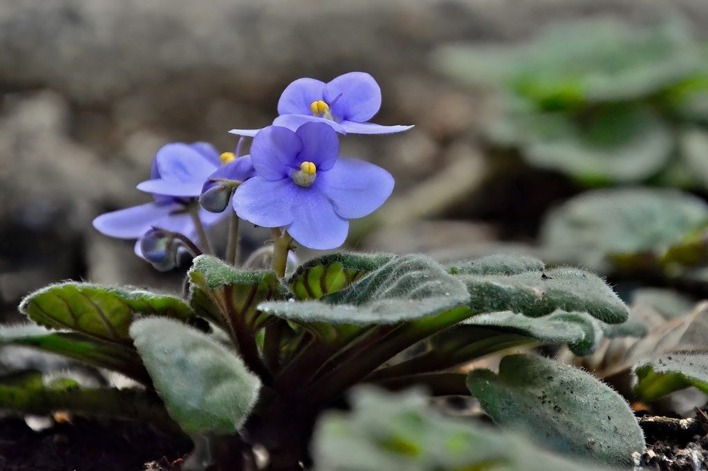 Light blue African violet flowers