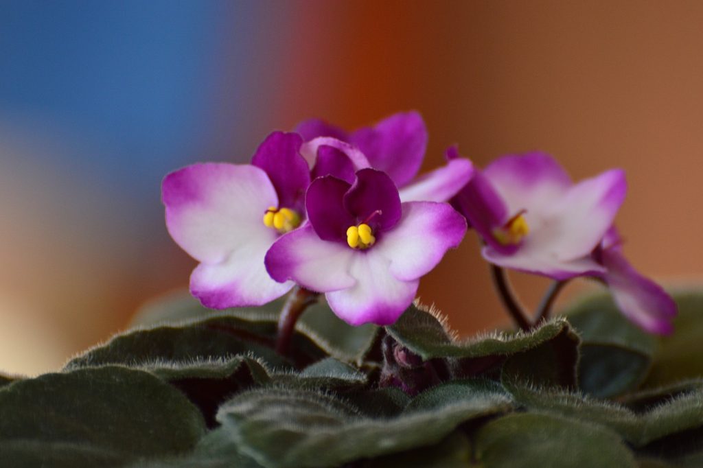 Pink and white African violet flowers