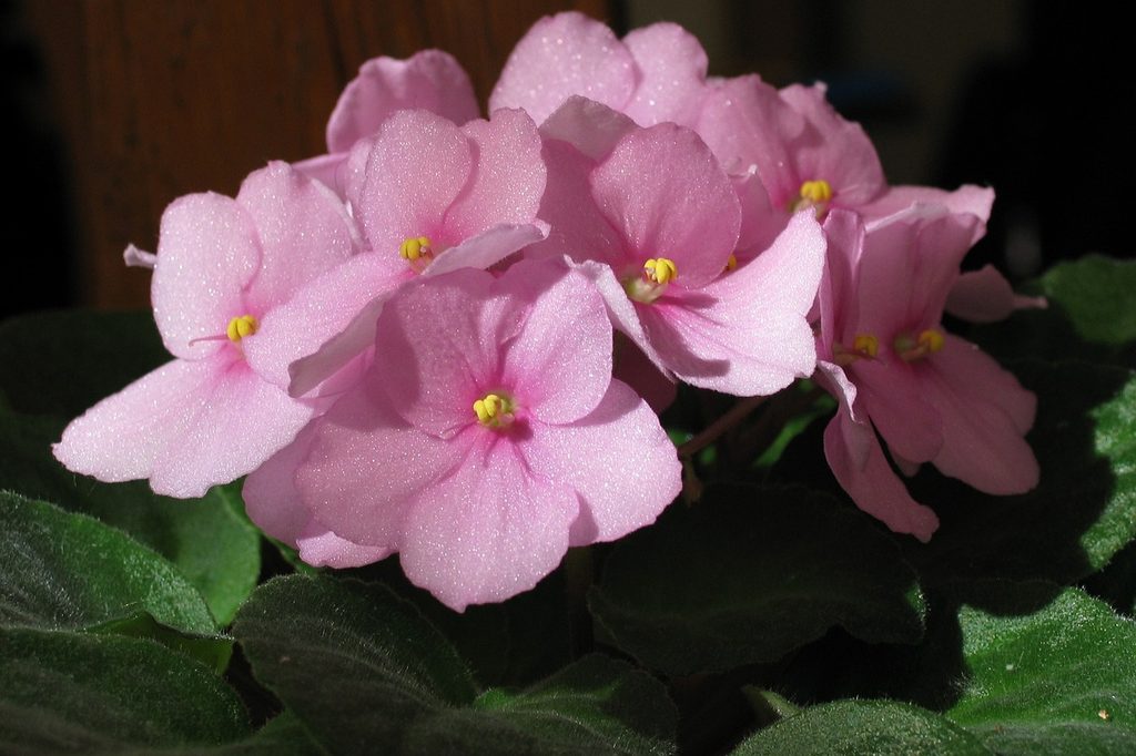 Pink African violet flowers