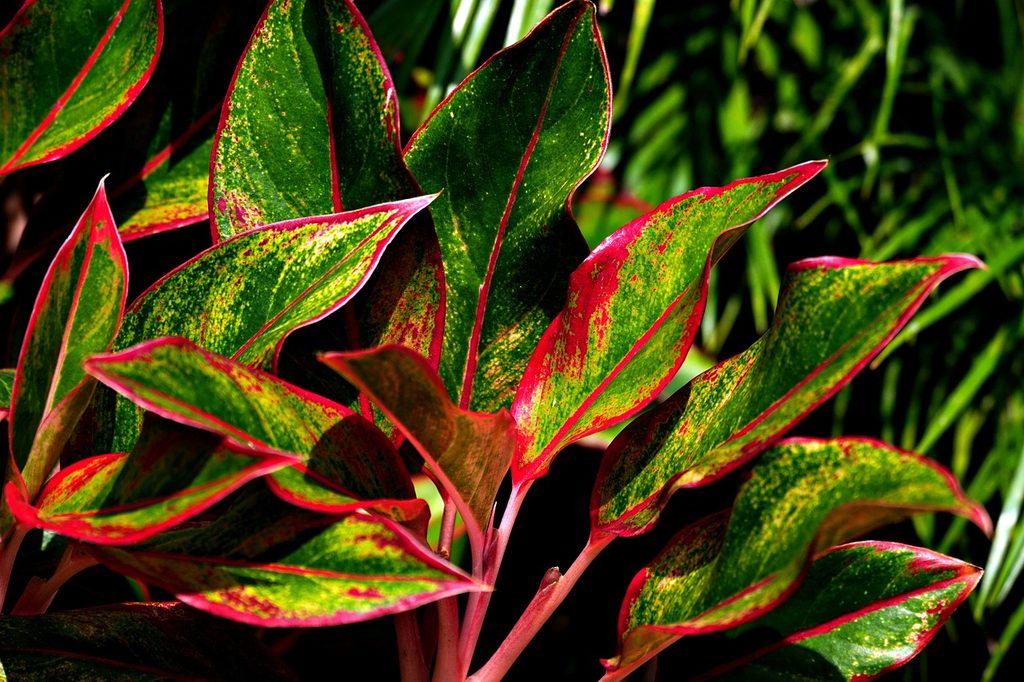 Pink and green aglaonema plants