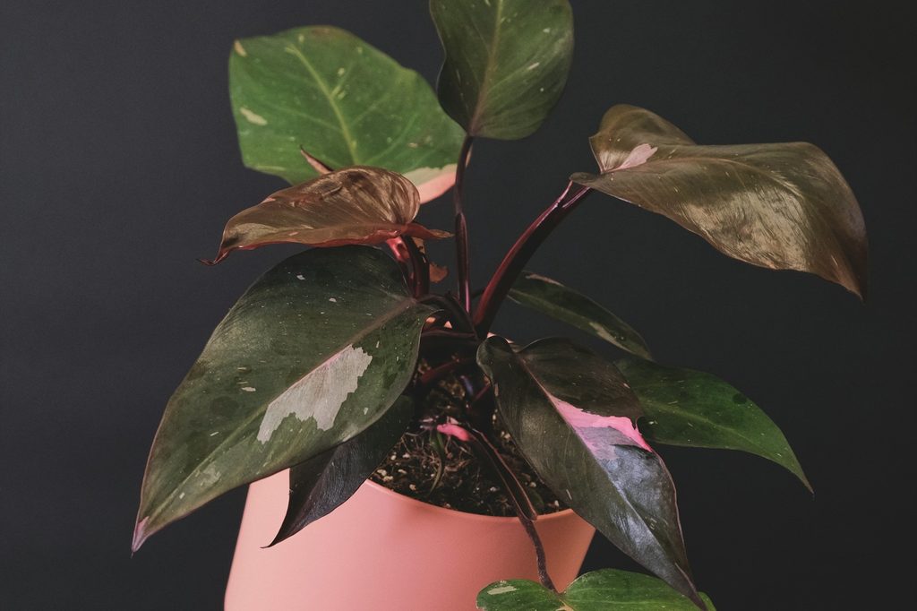 A pink princess philodendron in a pink pot