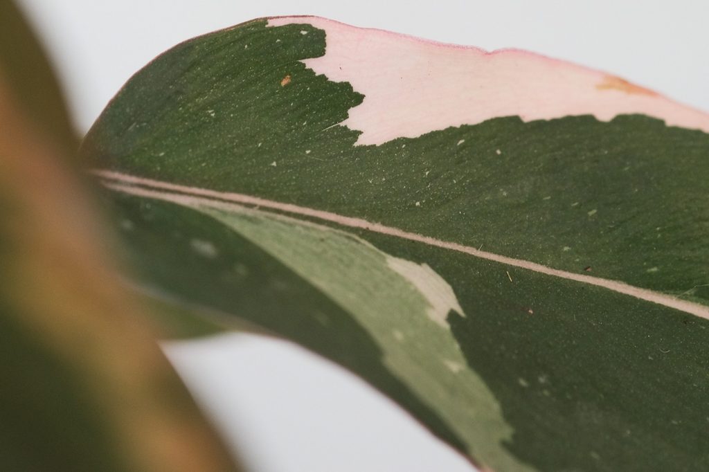 A pink princess philodndron leaf