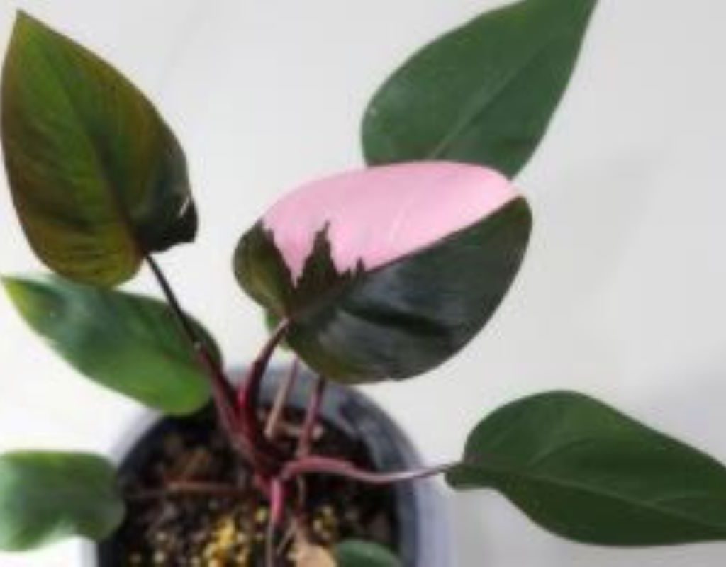 Pink princess philodendron plant