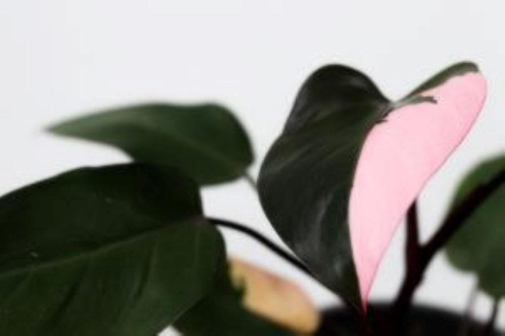 Pink princess philodendron leaf up close (resized)